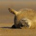 Seal pup 091206